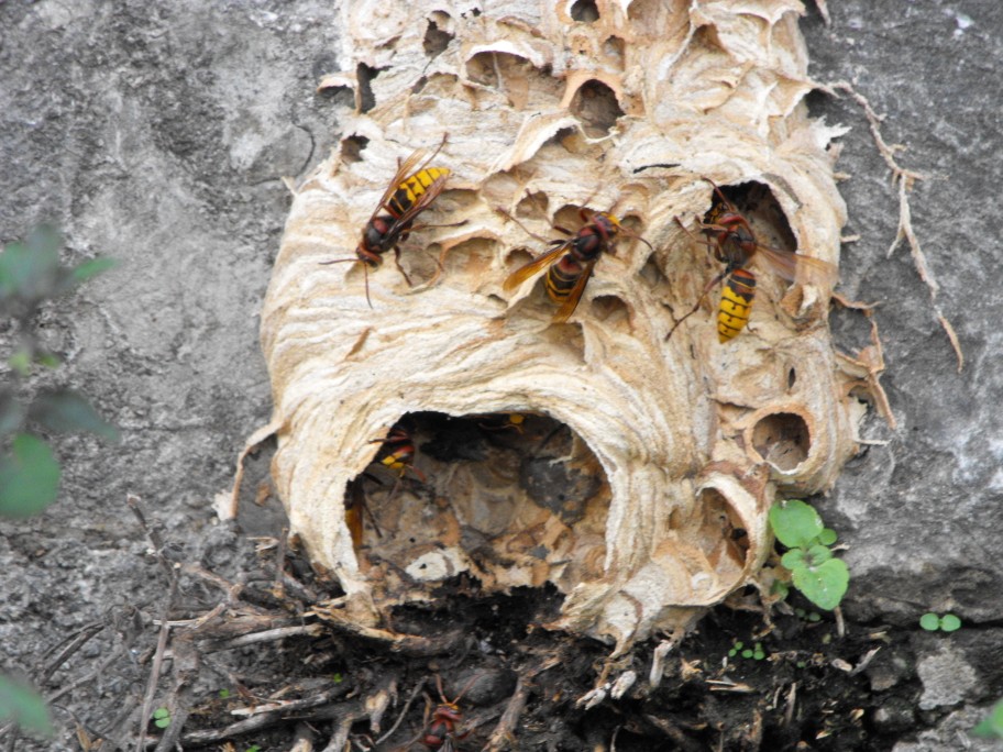 alveare di Vespa crabro